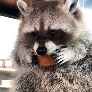 Meet your Posher, Faith